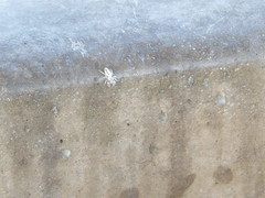 Metaphidippus