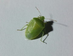 Acrosternum heegeri