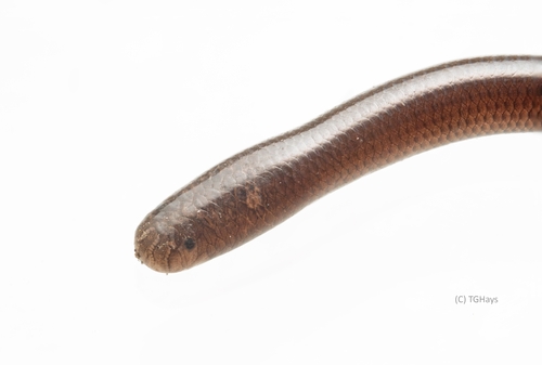 Brahminy Blindsnake