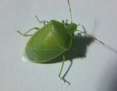 Acrosternum heegeri