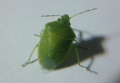 Acrosternum heegeri