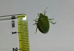 Acrosternum heegeri