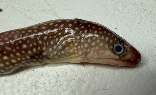 Blackedge moray (Gymnothorax nigromarginatus) — Muraenidae — 2