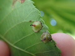 Caryomyia sanguinolenta