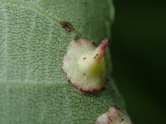 Caryomyia sanguinolenta