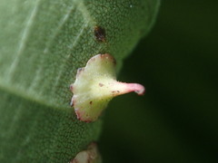 Caryomyia sanguinolenta