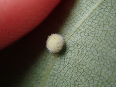 Caryomyia persicoides