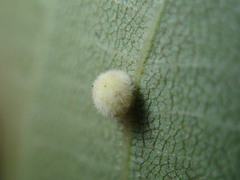 Caryomyia persicoides