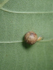 Caryomyia tuberculata