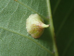 Caryomyia sanguinolenta
