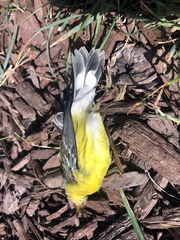 Setophaga magnolia