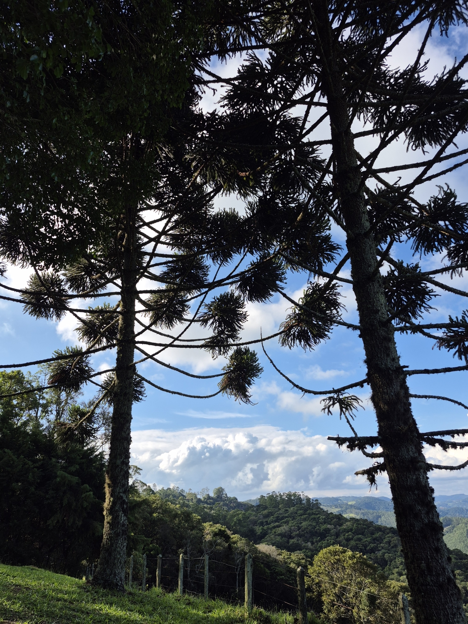 Araucaria angustifolia