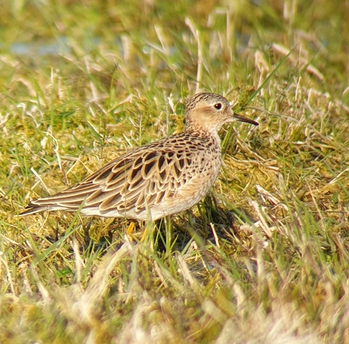 Correlimos canelo (Calidris subruficollis)