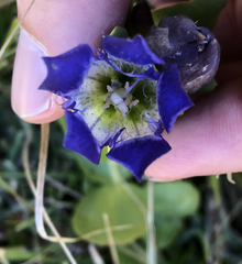 Gentiana plurisetosa