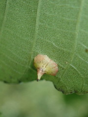 Caryomyia sanguinolenta