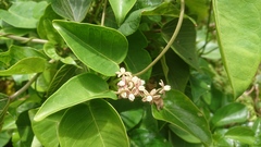 Cynanchum lanhsuense