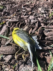 Setophaga magnolia