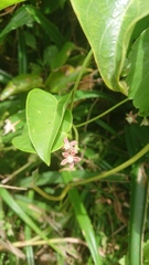 Cynanchum lanhsuense