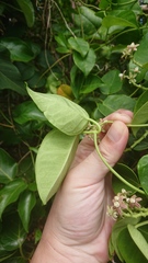 Cynanchum lanhsuense