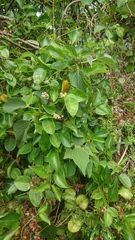 Cynanchum lanhsuense