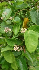 Cynanchum lanhsuense