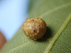 Caryomyia tuberculata