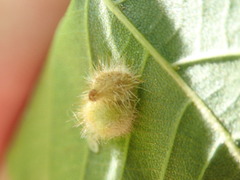 Caryomyia holotricha