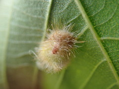 Caryomyia holotricha