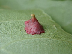 Caryomyia sanguinolenta