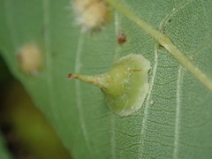 Caryomyia sanguinolenta