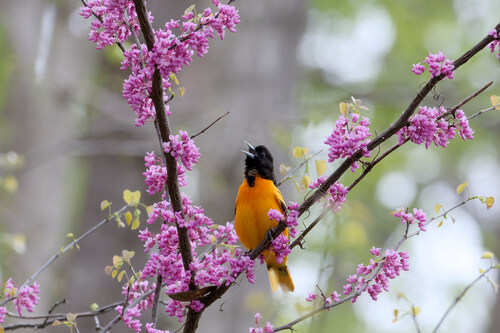 Turpial de Baltimore (Icterus galbula)