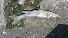 Centropomus undecimalis