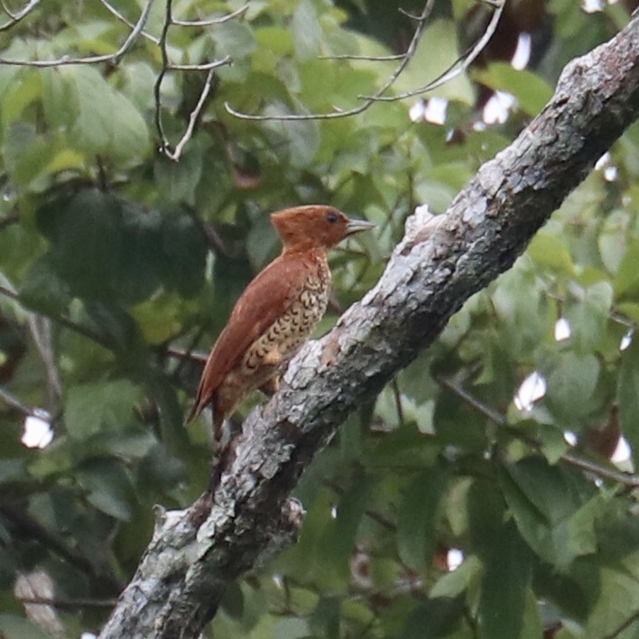 Cinnamon Woodpecker (Celeus loricatus)
