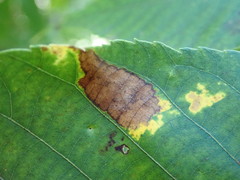 Gnomonia caryae