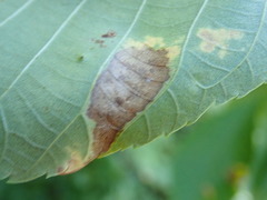 Gnomonia caryae