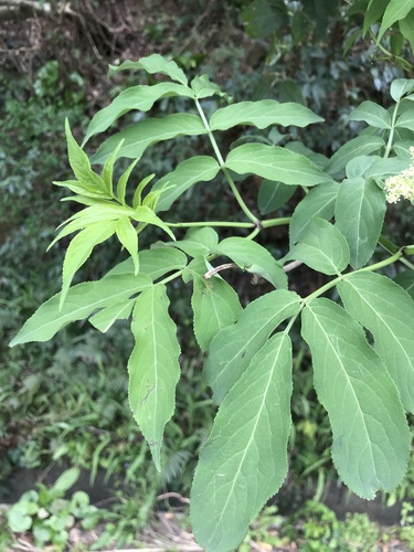 Sambucus sieboldiana, photograph 5