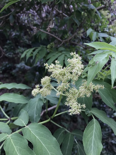 Japanese red elder (Sambucus sieboldiana)