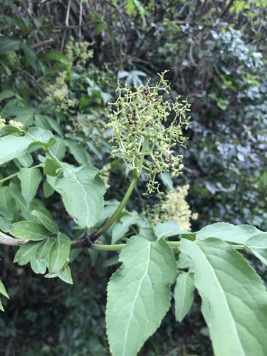 Sambucus sieboldiana, photograph 4