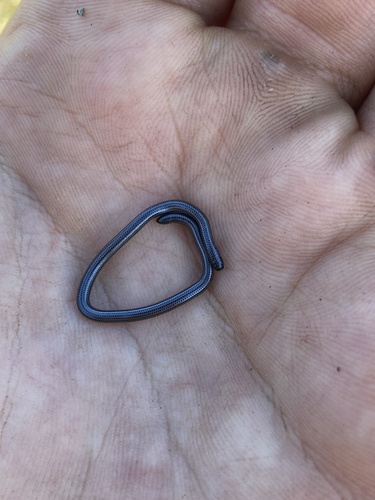 Rio Grande do Sul Blind Snake