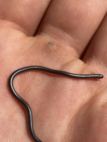 Rio Grande do Sul Blind Snake