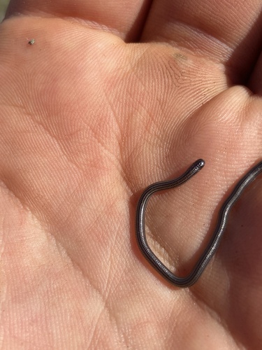 Rio Grande do Sul Blind Snake