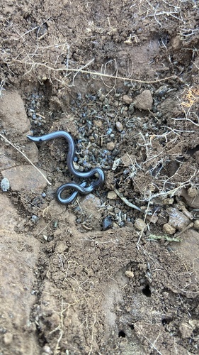 Rio Grande do Sul Blind Snake