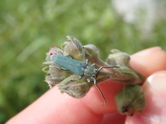 Phytoecia caerulescens