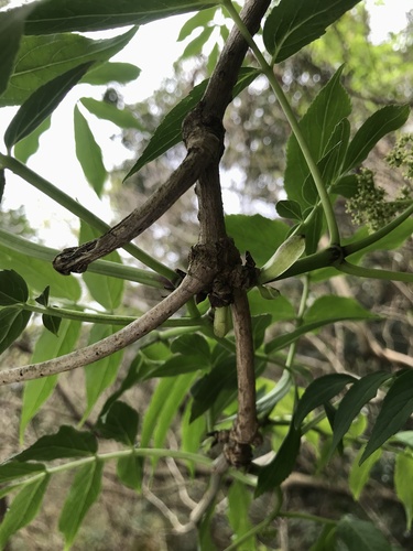 Sambucus sieboldiana, photograph 6