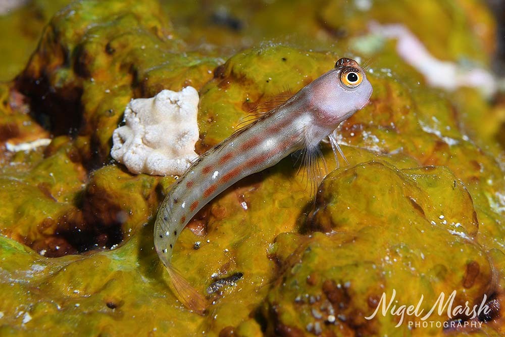 Vanuatu Combtooth Blenny photo 7