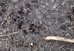 Canis lupus crassodon