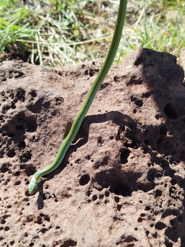 Scorpion Snake
