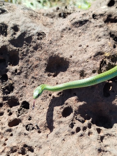 Scorpion Snake