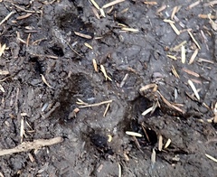 Canis lupus crassodon