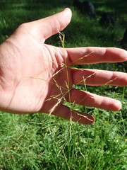 Leersia